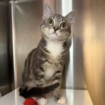 Moss -  Domestic Short Hair Cat for Adoption in Los Angeles, California - Moss | PetCurious