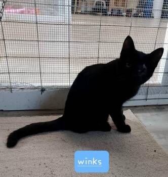 Rescue Domestic Short Hair Cats for Adoption in Walworth, Wisconsin - Winks | PetCurious