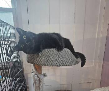 Domestic Short Hair Cats Available for Adoption - Mercedes | PetCurious