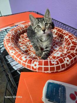 Wombat -  Domestic Short Hair Cat Available for Adoption in Sebastian, Florida - Wombat | PetCurious