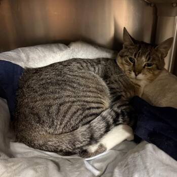 Hokey - Very Shy & Very Sweet -  Domestic Short Hair Cat for Adoption in Flagstaff, Arizona - Hokey - Very Shy & Very Sweet | PetCurious