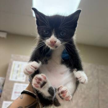 Marcie -  Domestic Short Hair Cat for Adoption in Birmingham, Alabama - Marcie | PetCurious