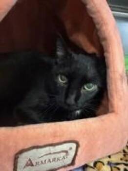 Rescue Domestic Short Hair Cats for Adoption in Manitowoc, Wisconsin - Moe | PetCurious