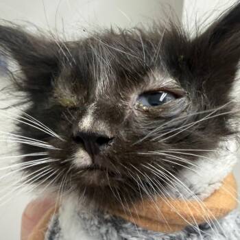 Jockey Carter -  Domestic Medium Hair Cat for Adoption in Eagle Mountain, Utah - Jockey Carter | PetCurious