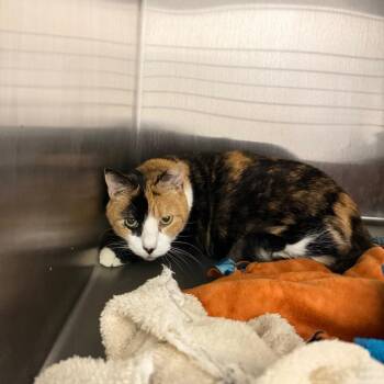 Rosie -  Domestic Medium Hair Cat for Adoption in Englewood, Florida - Rosie | PetCurious