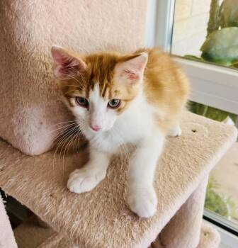 Mac & Cheese -  Domestic Medium Hair and Tabby Cat Available for Adoption in Phoenix, Arizona - Mac & Cheese | PetCurious