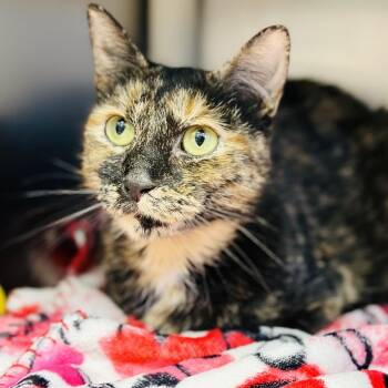 Nala -  Domestic Short Hair Cat for Adoption in Stafford Township, New Jersey - Nala | PetCurious
