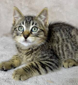 Fishy -  Domestic Short Hair Cat Available for Adoption in Salinas, California - Fishy | PetCurious