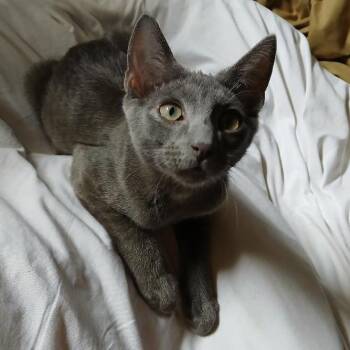 Robin -  American Shorthair Cat for Adoption in Columbus, Georgia - Robin | PetCurious