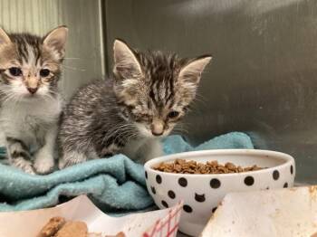 CAMI- PINK RAINBOW -  Domestic Short Hair Cat for Adoption in Tustin, California - CAMI- PINK RAINBOW | PetCurious