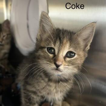 Coke -  Domestic Short Hair Cat for Adoption in Knoxville, Tennessee - Coke | PetCurious