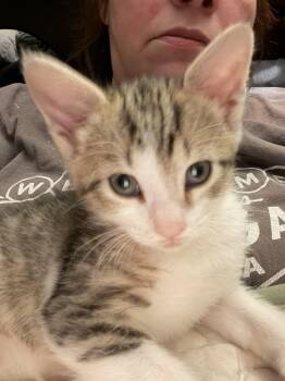 Velcro aka Dangle -  Domestic Short Hair Cat Available for Adoption in Bethel Park, Pennsylvania - Velcro Aka Dangle | PetCurious
