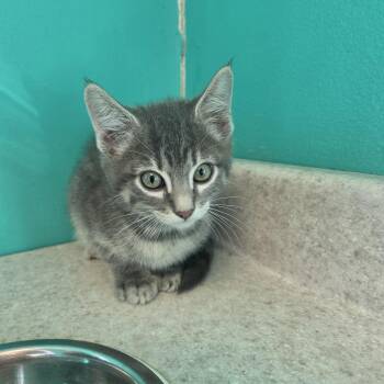 Cornhole -  Domestic Short Hair Cat for Adoption in Brookings, South Dakota - Cornhole | PetCurious