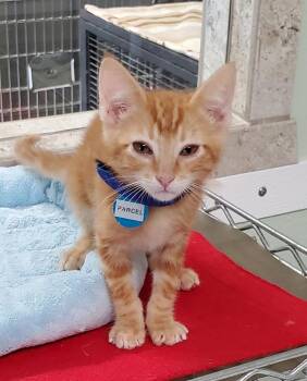 Rescue Domestic Short Hair Cats for Adoption in Hot Springs, Arkansas - Parcel | PetCurious