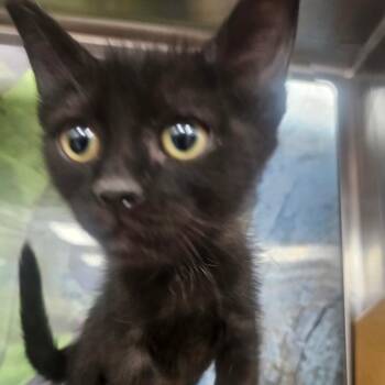 Oscura -  Domestic Short Hair Cat for Adoption in Grantsville, Utah - Oscura | PetCurious
