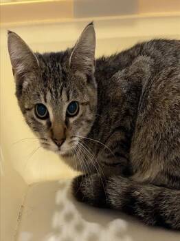 APRIL -  Domestic Short Hair Cat for Adoption in Westminster, Maryland - APRIL | PetCurious