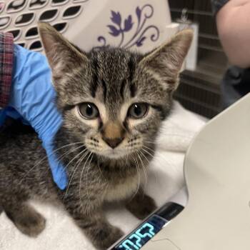 Domestic Short Hair Cats Available for Adoption in Oak Brook, Illinois - Chip | PetCurious