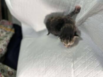 Rescue Domestic Short Hair Cats for Adoption in Pahrump, Nevada - Daisy | PetCurious