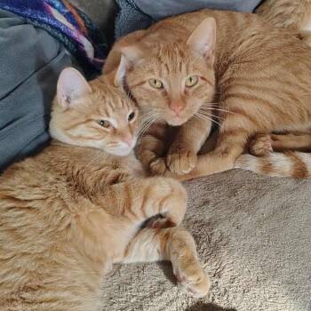 Domestic Short Hair Cats Available for Adoption - Mango | PetCurious