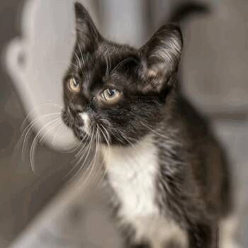 Domestic Short Hair Cats Available for Adoption in New York, New York - Batman | PetCurious