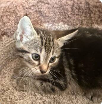 Domestic Short Hair Cats Available for Adoption in Hendersonville, Tennessee - Moana - Cuddly & Playful | PetCurious