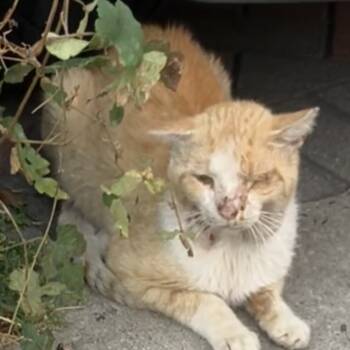 Rescue Domestic Short Hair Cats for Adoption in New York, New York - Kairo | PetCurious