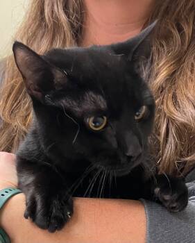 Rescue Domestic Short Hair Cats for Adoption in Christiansburg, Virginia - Bagheera | PetCurious
