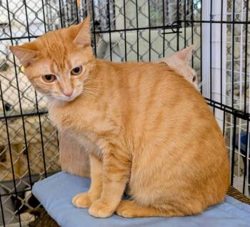 Rowan -  Domestic Short Hair Cat Available for Adoption in Youngtown, Arizona - Rowan | PetCurious