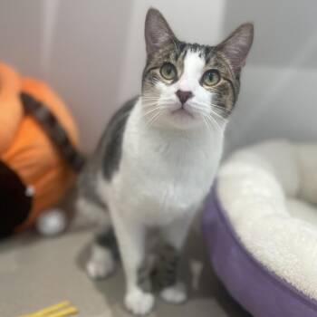 Benny -  Domestic Short Hair Cat for Adoption in Champaign, Illinois - Benny | PetCurious