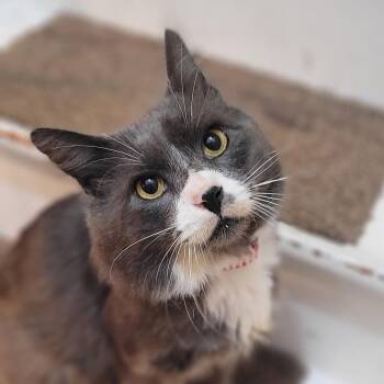 Ash Coming In- FIV -  Domestic Medium Hair Cat for Adoption in Clifton, New Jersey - Ash Coming In- FIV | PetCurious