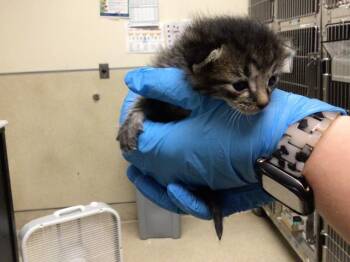 A1936508 -  Domestic Short Hair Cat for Adoption in Riverside, California - A1936508 | PetCurious
