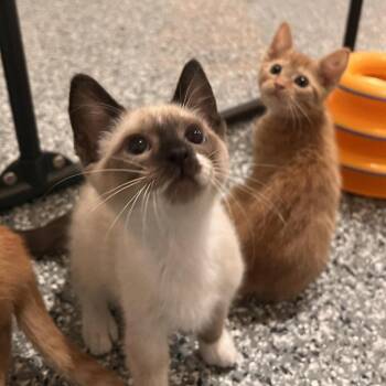 Siamese and Domestic Short Hair Cats Available for Adoption in Candler, North Carolina - Loquat | PetCurious