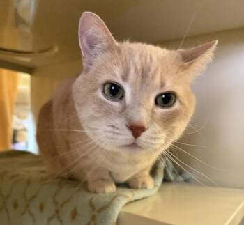 Chatty -  Domestic Short Hair Cat for Adoption in Duluth, Minnesota - Chatty | PetCurious