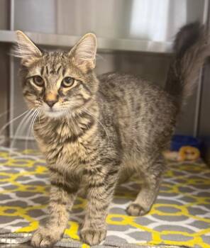 Mekhi -  Domestic Long Hair Cat for Adoption in Columbus, Nebraska - Mekhi | PetCurious