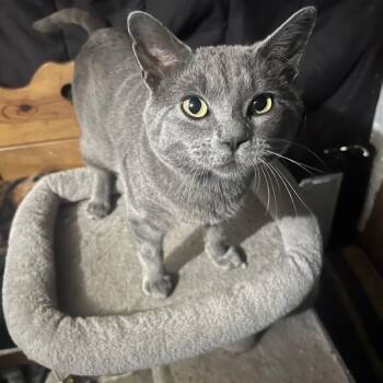 Blue -  Russian Blue and Domestic Short Hair Cat for Adoption in Grand Rapids, Minnesota - Blue | PetCurious
