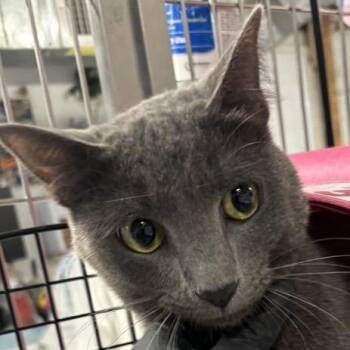 Raccoon -  Domestic Short Hair Cat for Adoption in New York, New York - Raccoon | PetCurious