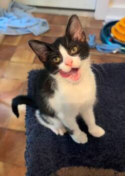 Curbie -  Domestic Short Hair Cat for Adoption in Magnolia, Texas - Curbie | PetCurious