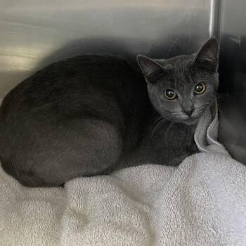 Domestic Short Hair Cats Available for Adoption in Galveston, Texas - Misu | PetCurious