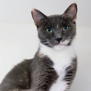 Rescue Domestic Medium Hair Cats for Adoption in Los Angeles, California - Bouffant | PetCurious