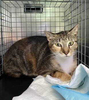 Domestic Short Hair Cats Available for Adoption in Fort Myers, Florida - SHELLY | PetCurious