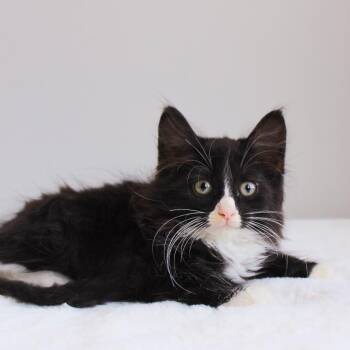 Zane -  Domestic Long Hair Cat for Adoption in Wayne, New Jersey - Zane | PetCurious