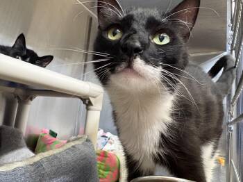 Jax -  Domestic Short Hair Cat for Adoption in Wantagh, New York - Jax | PetCurious