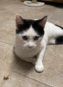 Rescue Domestic Short Hair Cats for Adoption in Kansas City, Missouri - Dosa | PetCurious