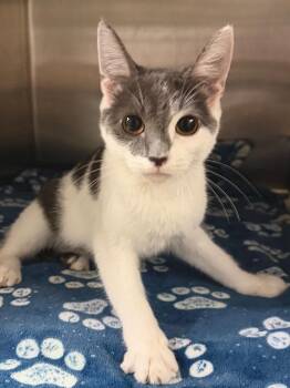 Dora (Petco) -  Domestic Short Hair Cat for Adoption in Ocala, Florida - Dora (Petco) | PetCurious