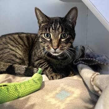 Chik fil a -  Domestic Short Hair Cat for Adoption in Matteson, Illinois - Chik Fil A | PetCurious