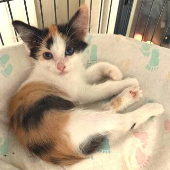 Calypso -  Domestic Short Hair Cat for Adoption in Kansas City, Missouri - Calypso | PetCurious
