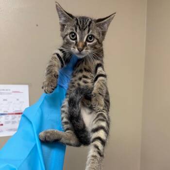 Argyle -  Domestic Short Hair Cat for Adoption in Birmingham, Alabama - Argyle | PetCurious