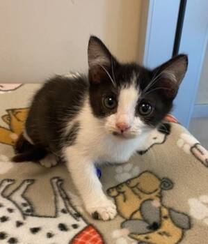 Rescue Domestic Short Hair Cats for Adoption in Milpitas, California - Vera | PetCurious