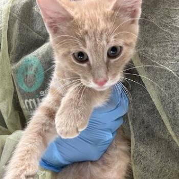 CAT KING -  Domestic Short Hair Cat for Adoption in Las Vegas, Nevada - CAT KING | PetCurious