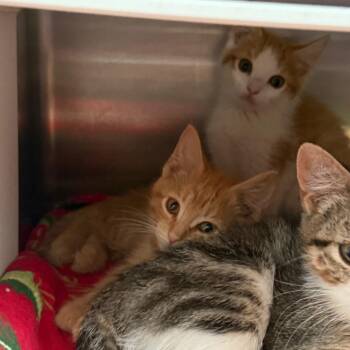Gracie -  Domestic Medium Hair Cat for Adoption in Cedaredge, Colorado - Gracie | PetCurious